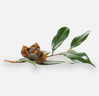 茶籽油為什么要精煉？精煉設備廠家